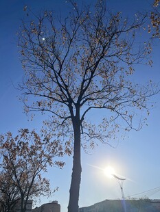蓝天枯树旁的明亮阳光