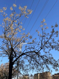 蓝天映衬下的光秃树木