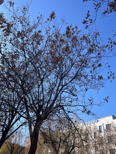 蓝天映衬下的光秃树木