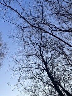 冬日光秃树枝与蓝天