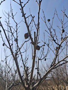 枝头挂果的光秃树木