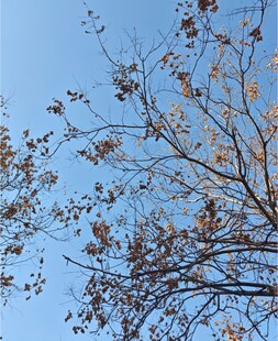 秋日树枝映蓝天