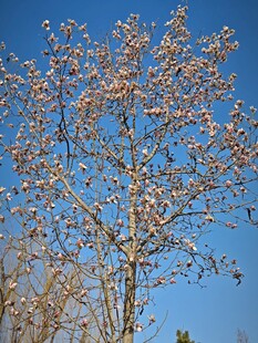 蓝天映衬下的繁花满树