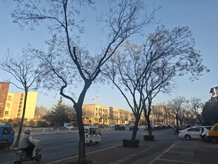 冬日街道旁的光秃树木