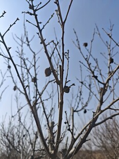 枝头鸟儿栖于光秃树枝