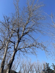 冬日秃树  蓝天背景下景象