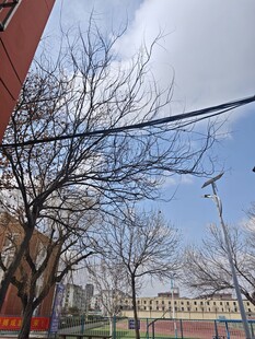 冬日校园外的电线与建筑