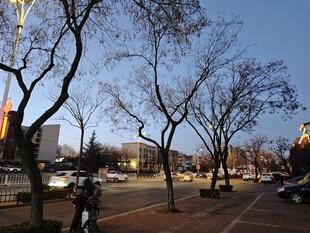 冬日街头的萧瑟树木景观