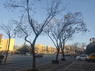 冬日街道旁的光秃树木