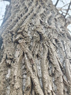 古老大树的独特纹理