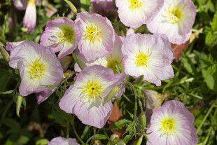 美丽月见草绽放瞬间