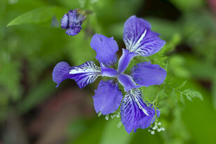 蓝紫色鸢尾花特写