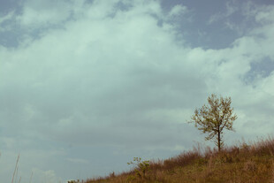 孤树屹立于旷野