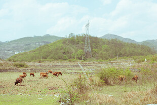 田野间的牛群与远山风景