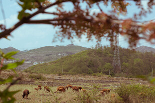 山间鹿群漫步自然美景