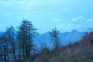 山间树木与远处朦胧山峦