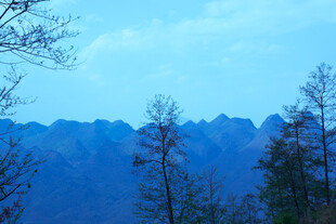 远山枯树的自然景致