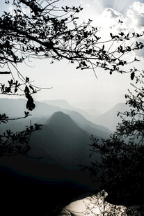 山间舞者于枝头优雅起舞