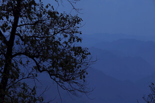 夜幕下的山林树梢景色