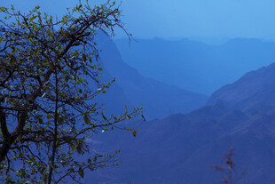 山间孤树 雾霭中的静美