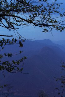 黄昏下的山峦与枝头景色
