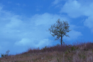 孤树挺立在旷野蓝天之下