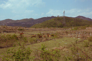乡村田野自然风光图