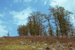 山坡上的树木与蓝天白云