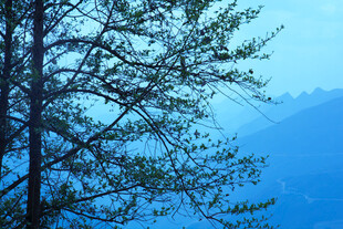 山林间的树枝与远方山色