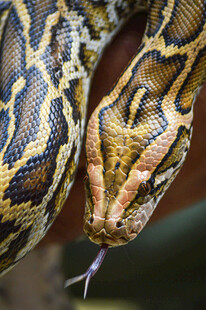 蟒蛇特写