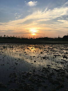 夕阳下的静谧水域景观