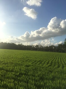 广袤绿野