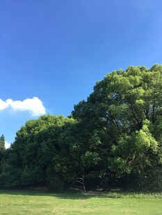 蓝天绿地间的葱郁大树