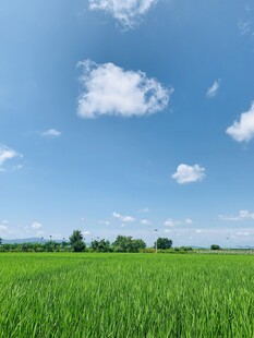 广袤绿野蓝天美景