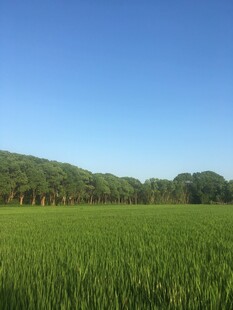 广袤绿野