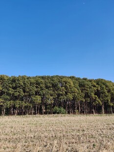 田野尽头的茂密树林