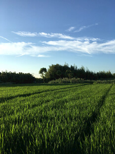 广袤绿野