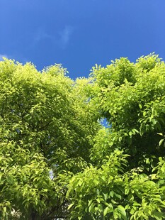 蓝天映衬下的翠绿树梢