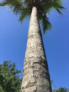 仰望高大棕榈树