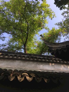 古屋檐下的绿树蓝天
