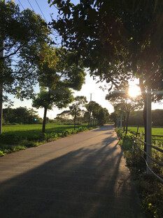夕阳下的林间小路