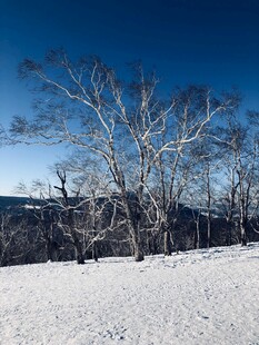 冬日雪地中的枯树景观