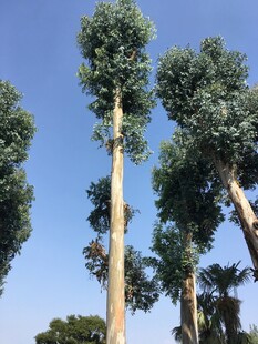 高耸入云的挺拔桉树