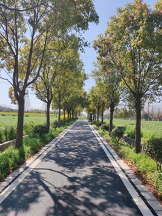 乡间林荫小路风景