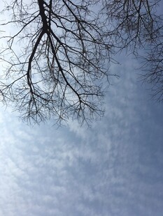 冬日枯枝与朦胧天空