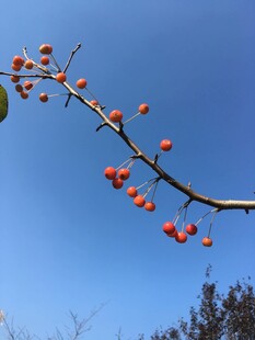 蓝天映衬下的红柿子枝头