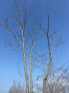 蓝天映衬下的光秃树木