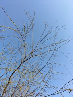 蓝天映衬下的光秃树枝