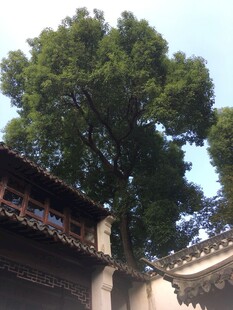 古宅旁的繁茂大树