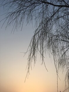 夕阳下低垂的柳枝
